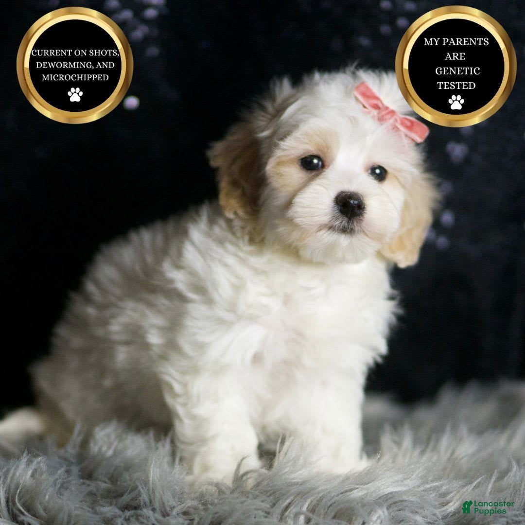 Maltipoo dogs for sale: Aphrodite - Image 2