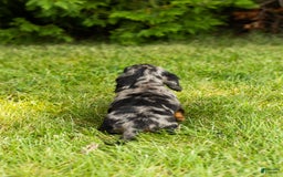 Miniature Dachshund dogs for sale: Miniature Dachshund 5 puppies - Image 7