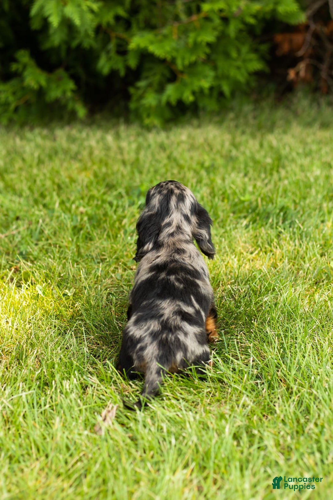 Miniature Dachshund dogs for sale: Miniature Dachshund 5 puppies - Image 7