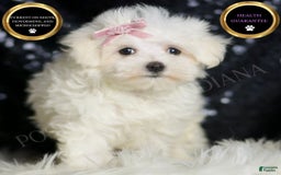 Maltese dogs for sale: Claudia - Image 2
