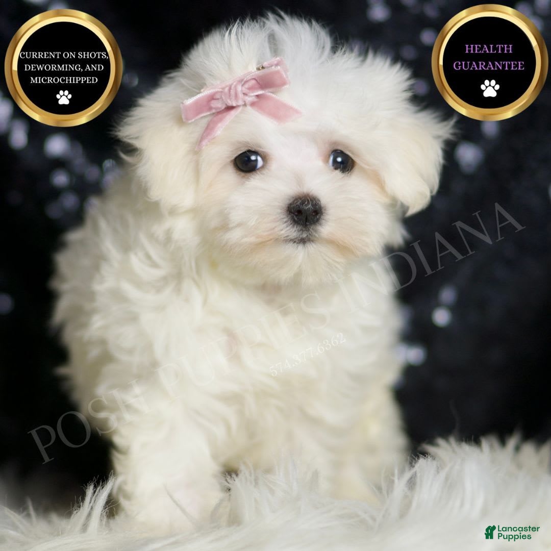 Maltese dogs for sale: Claudia - Image 2