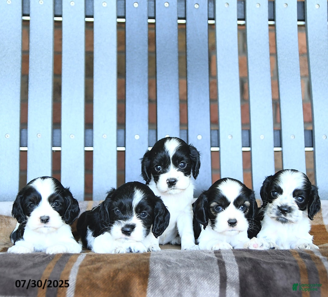 Cocker Spaniel dogs for sale: Kash - Image 5