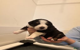 Australian Shepherd dogs for sale: Riley Fully Vaccinated - Image 5