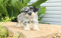 Miniature Schnauzer dogs for sale: Melvin - Image 3
