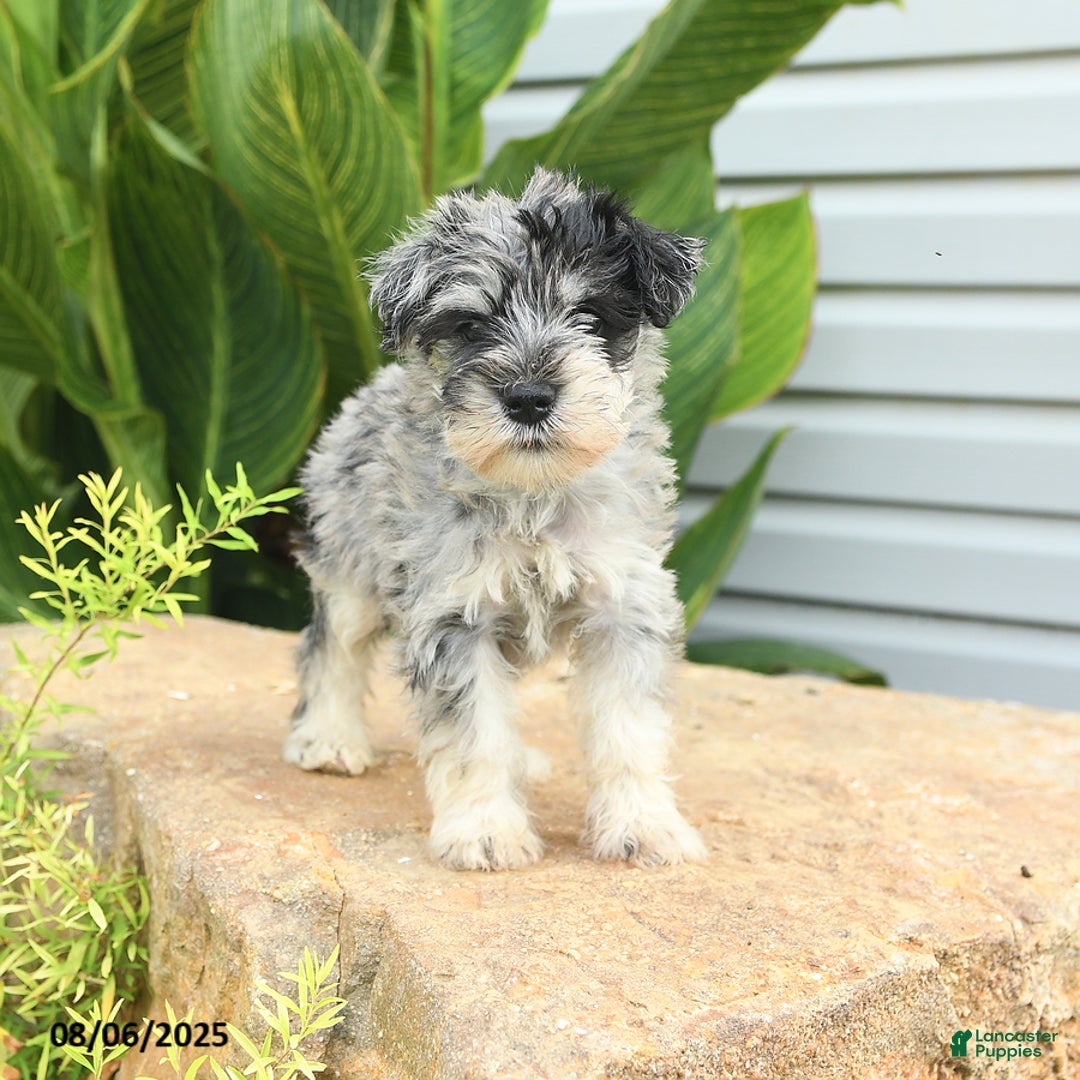 Miniature Schnauzer dogs for sale: Melvin - Image 3