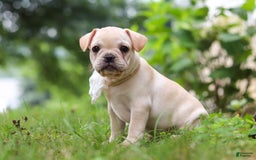 French Bulldog dogs for sale: Margo - Image 10