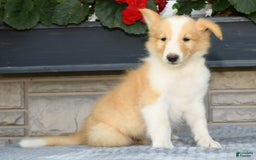 Collie dogs for sale: Parker - Image 1