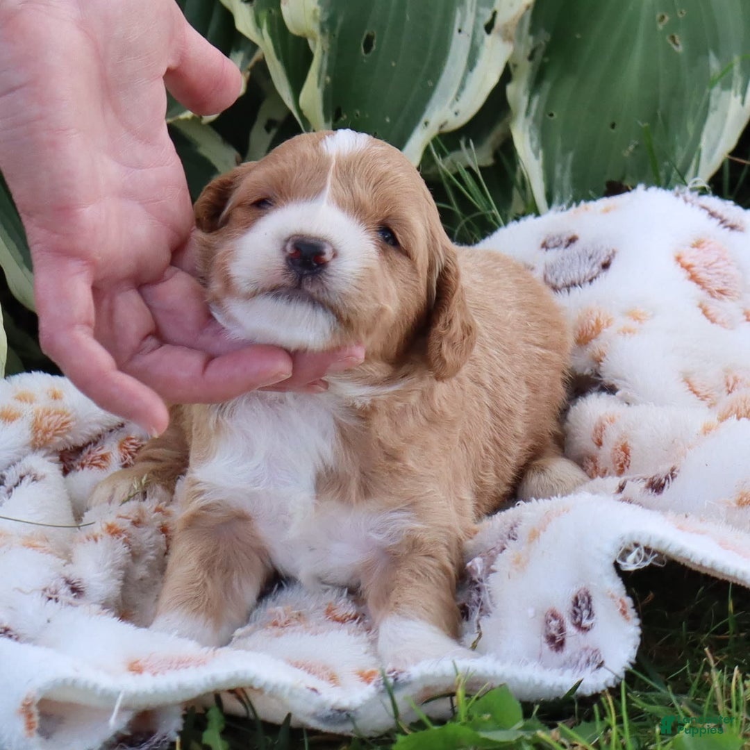 Mini Goldendoodle dogs for sale: Victor - Image 4