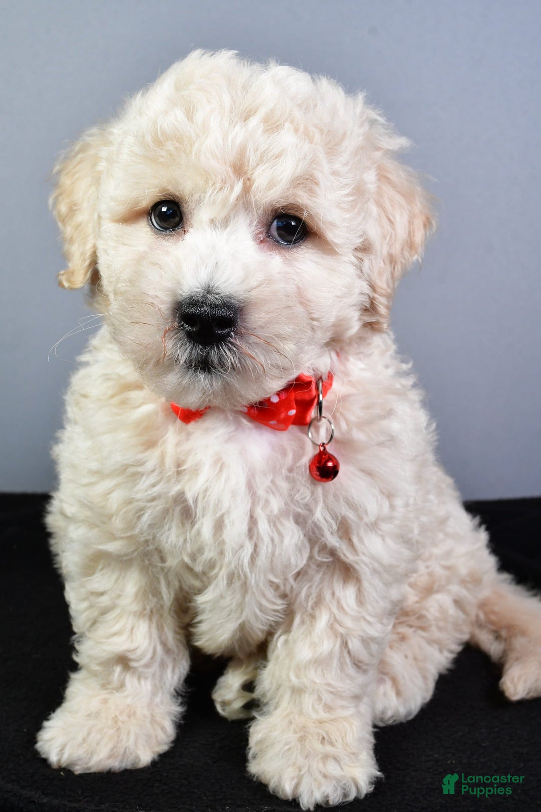Bichpoo dogs for sale: Splash - Image 9