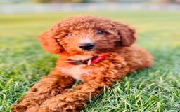 Mini Goldendoodle dogs for sale: Nacho - Image 13
