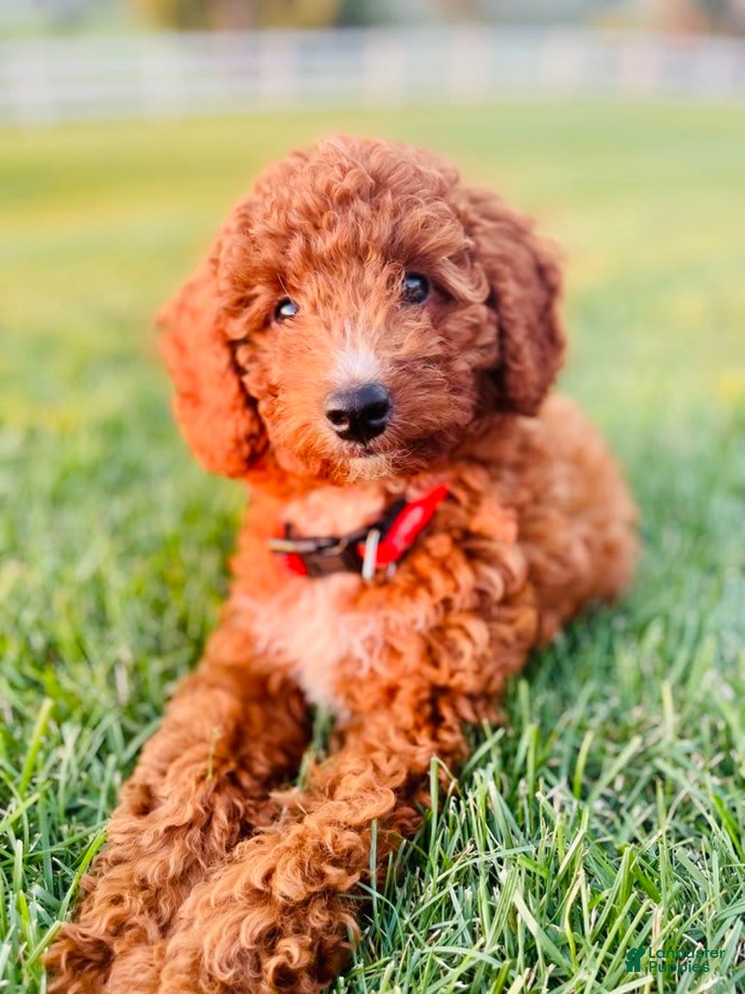 Mini Goldendoodle dogs for sale: Nacho - Image 13