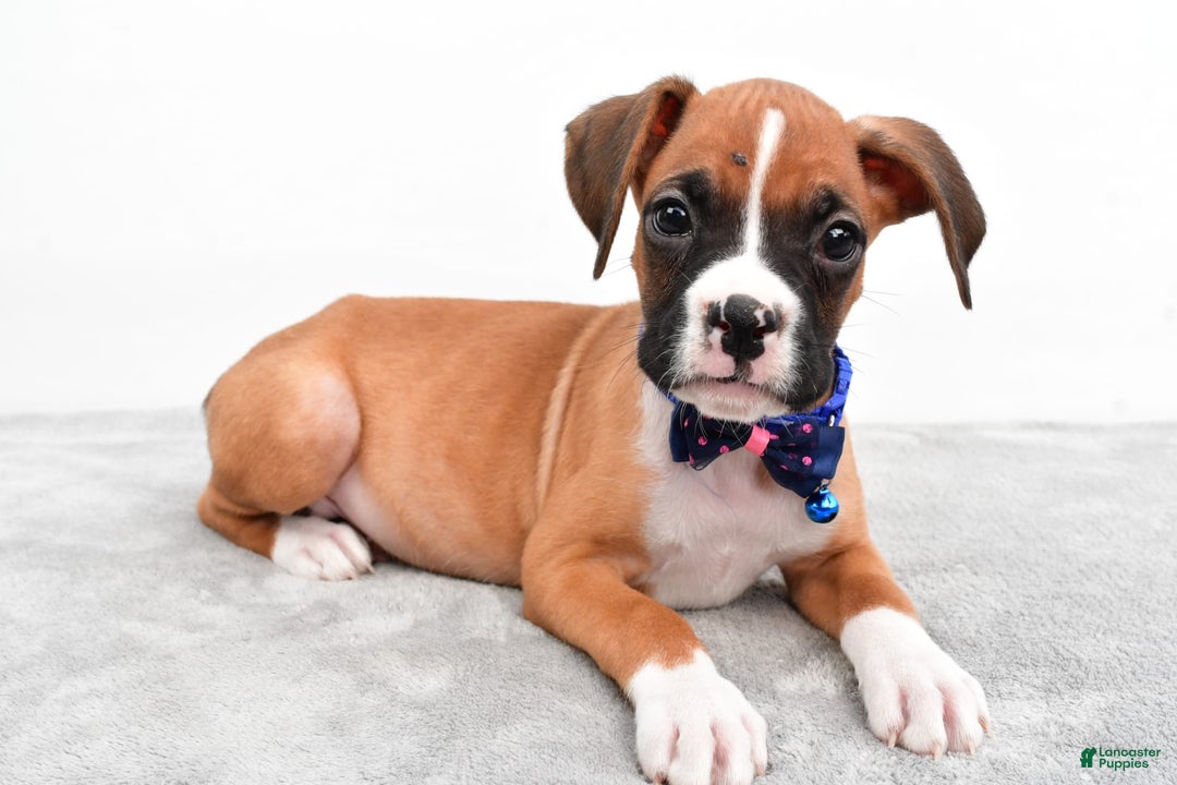 Boxer dogs for sale: Rick - Image 6