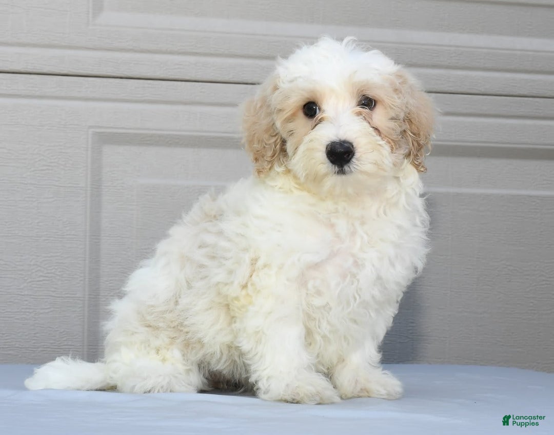 Maltipoo dogs for sale: Lola - Image 1