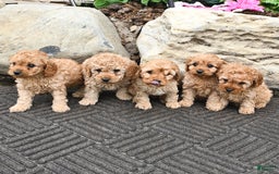 Cavapoo dogs for sale: Candy - Image 10