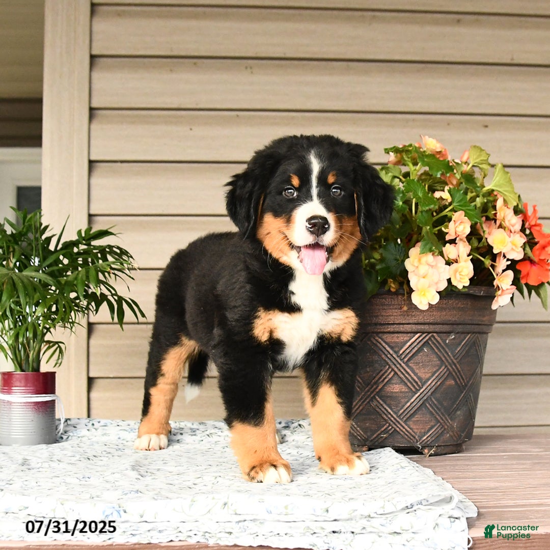 Bernese Mountain Dog dogs for sale: Bella - Image 4