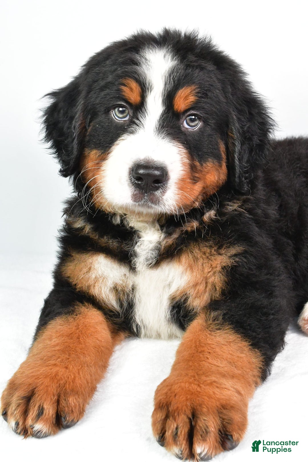 Bernese Mountain Dog dogs for sale: Bernese Mountain Dog 3 puppies - Image 12