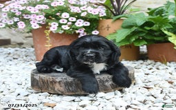Cocker Spaniel dogs for sale: Cobalt - Image 2