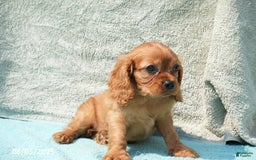 Cavalier King Charles Spaniel dogs for sale: Cavalier King Charles Spaniel 6 puppies - Image 13