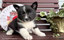 Shiba Inu dogs for sale: Eddy - Image 6