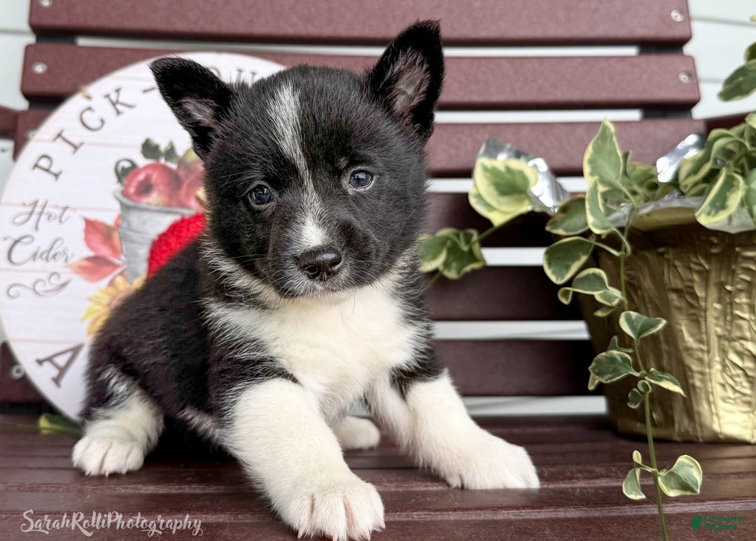 Shiba Inu dogs for sale: Eddy - Image 6