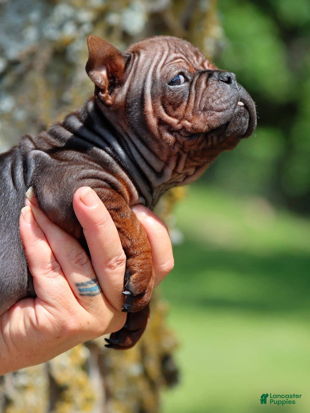 Shar Pei dogs for sale: Chongqin - Image 9