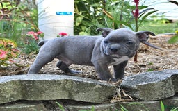 Frenchton dogs for sale: Gus - Image 2