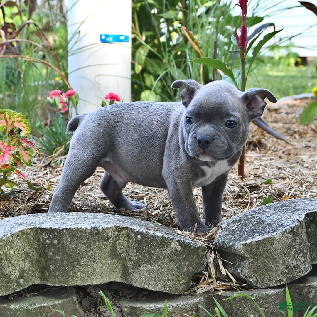 Frenchton dogs for sale: Gus - Image 2