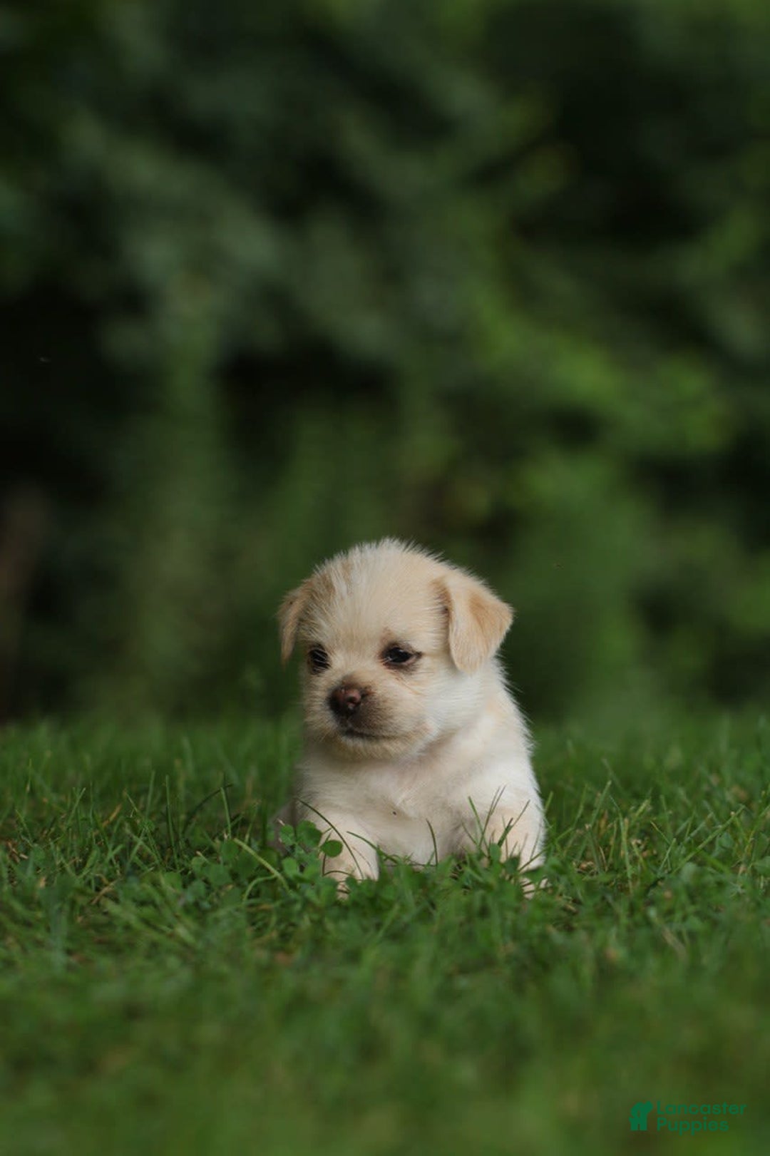 Shih Tzu dogs for sale: Milo - Image 3