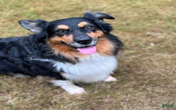 Australian Shepherd dogs for sale: Blueberry - Image 10