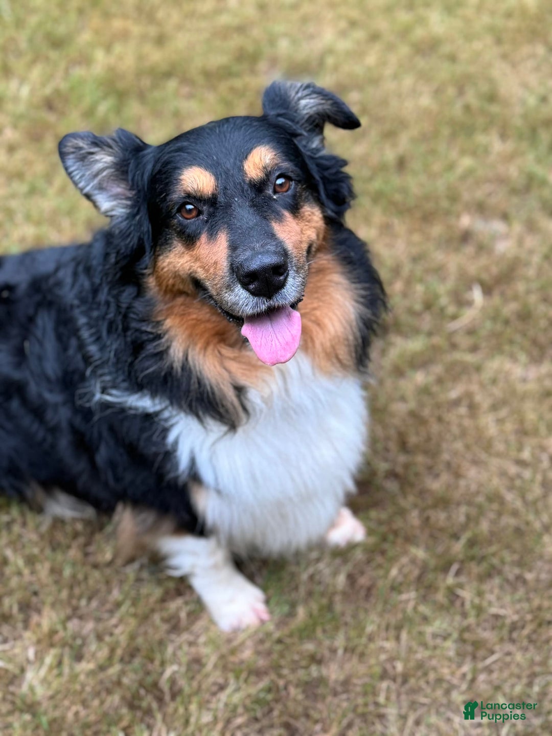 Australian Shepherd dogs for sale: Blueberry - Image 10