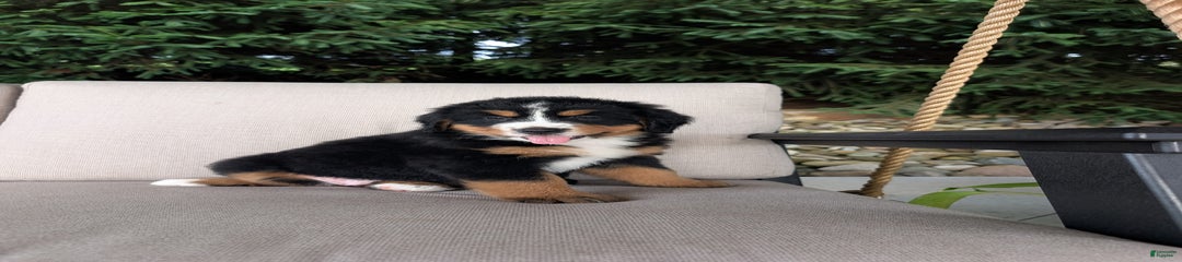 Jane