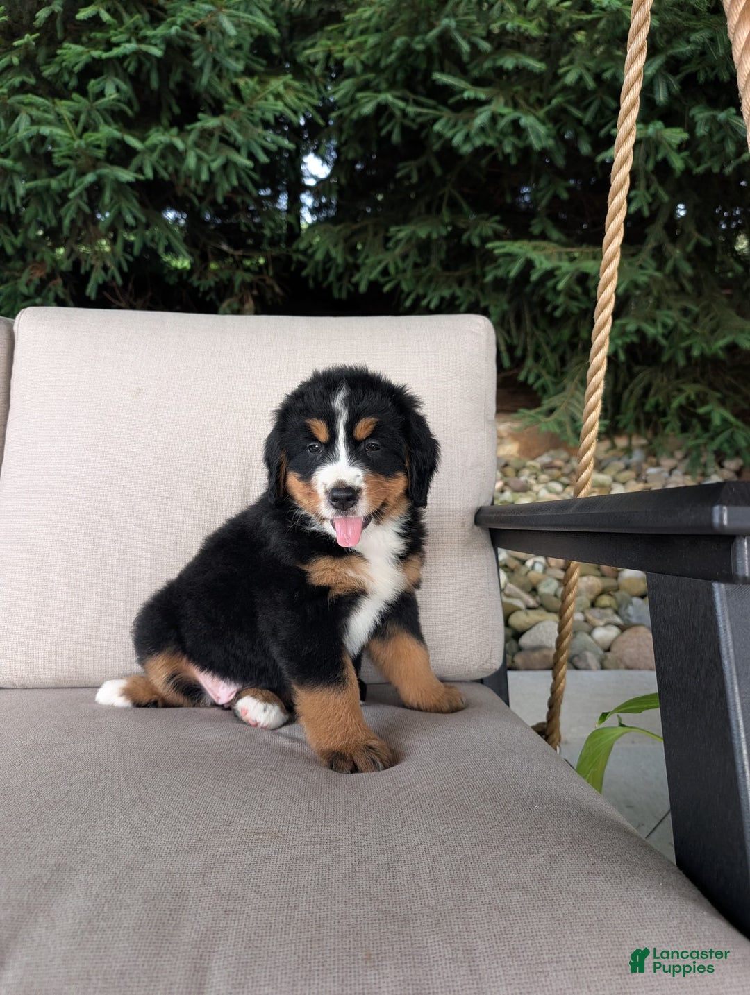 Bernese Mountain Dog dogs for sale: Jane - Image 3