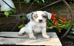 Miniature Australian Shepherd dogs for sale: Flow - Image 2