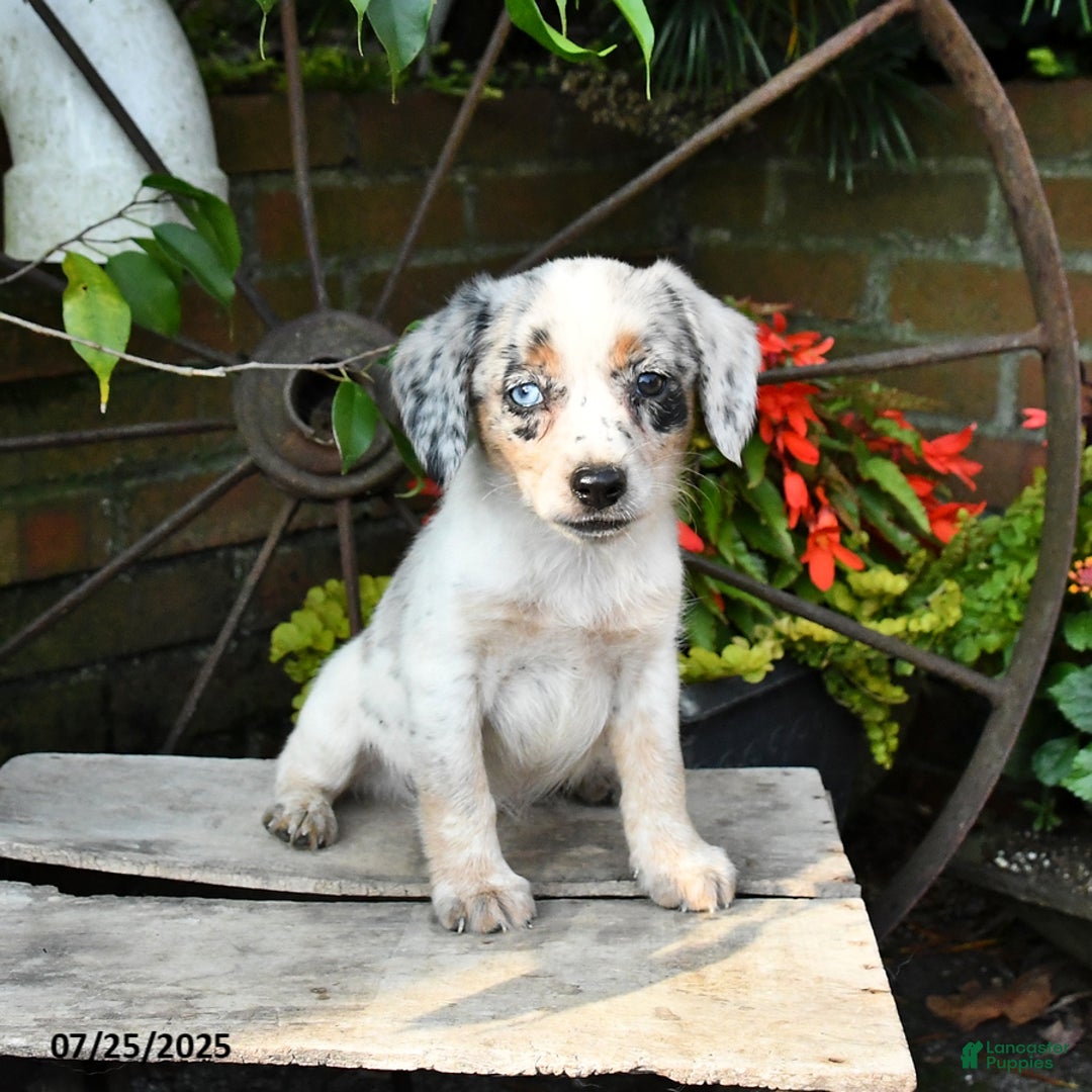 Miniature Australian Shepherd dogs for sale: Flow - Image 2