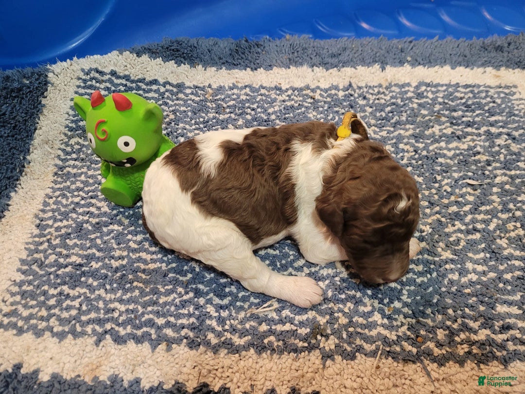 Labradoodle dogs for sale: Hollyhock - Image 2