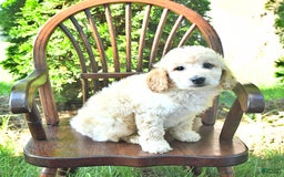 Mini Goldendoodle dogs for sale: Marco - Image 7