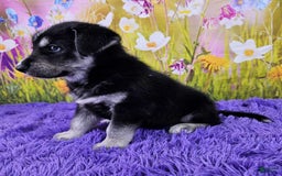 Goberian dogs for sale: Igor - Image 2