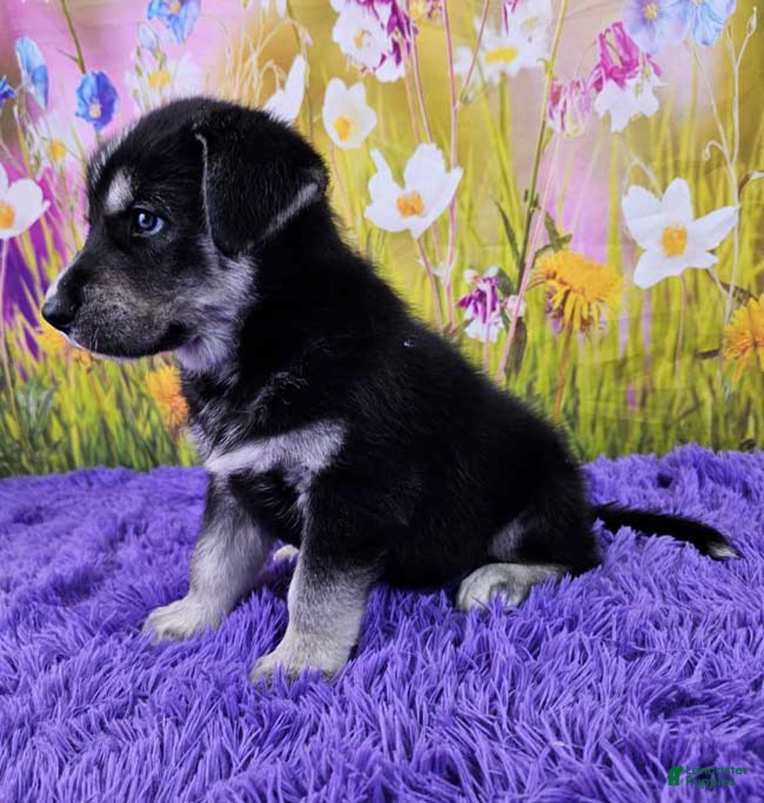 Goberian dogs for sale: Igor - Image 2