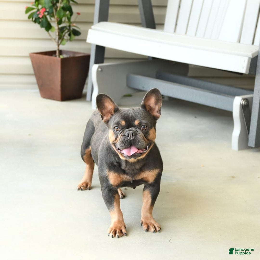 French Bulldog dogs for sale: Luca - Image 11
