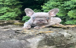 French Bulldog dogs for sale: Gusto - Image 1