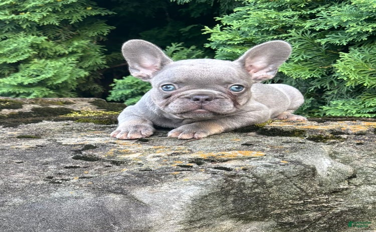 French Bulldog dogs for sale - Ad 1