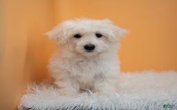 Maltipoo dogs for sale: Felicity - Image 1