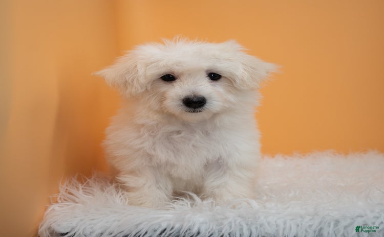 Maltipoo dogs for sale - Ad 5