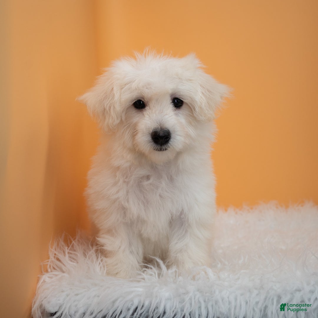 Maltipoo dogs for sale: Felicity - Image 1