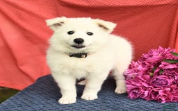 American Eskimo dogs for sale: Meadow - Image 4
