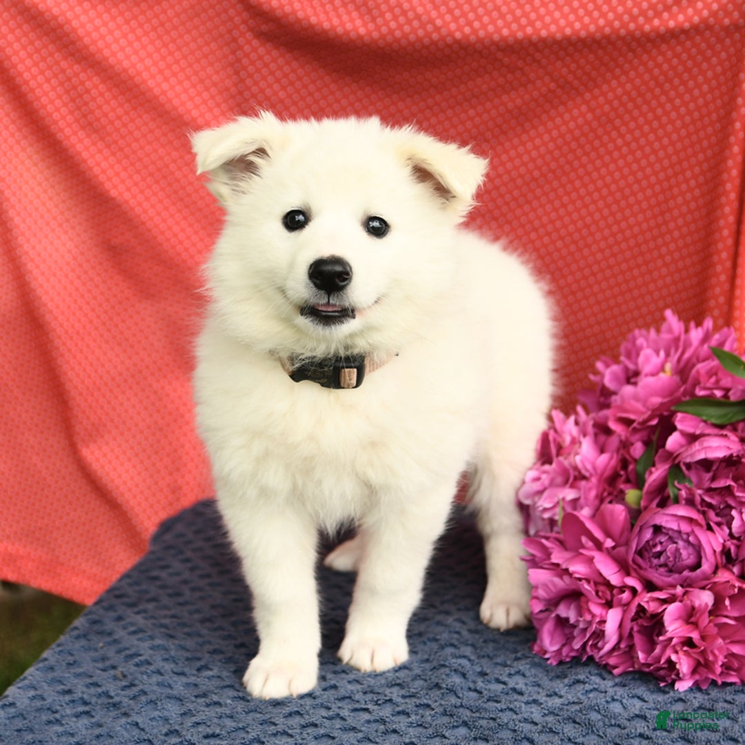 American Eskimo dogs for sale: Meadow - Image 4