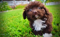 Havapoo dogs for sale: Benson - Image 7