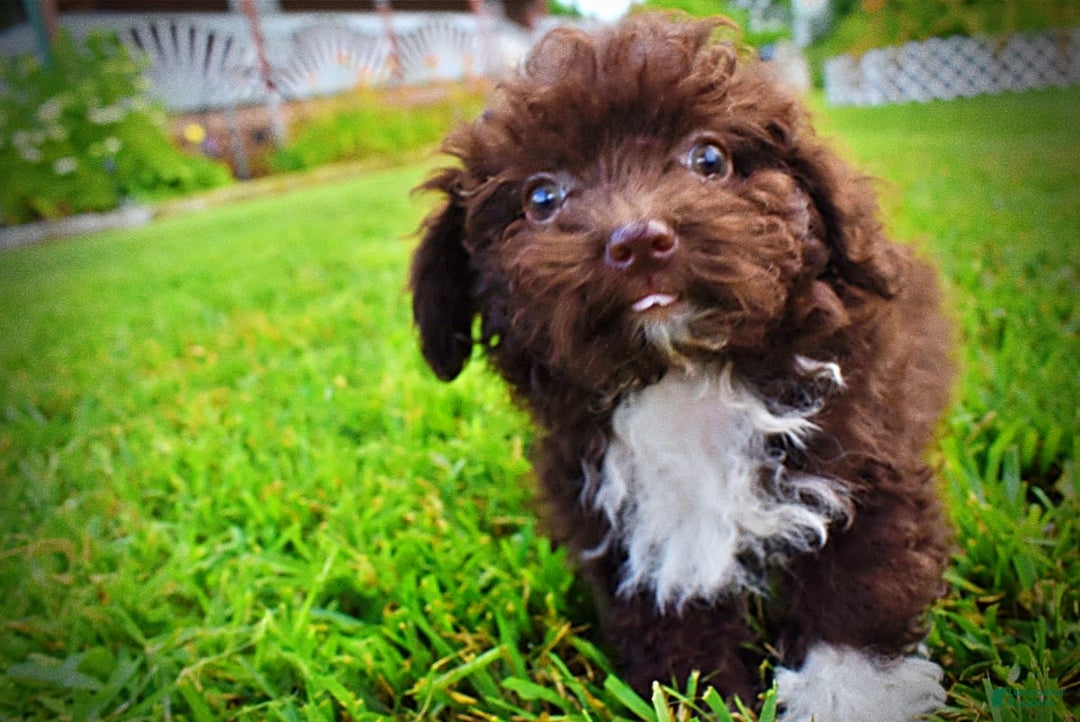 Havapoo dogs for sale: Benson - Image 7
