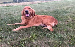 Golden Retriever dogs for sale: Rascal - Image 24