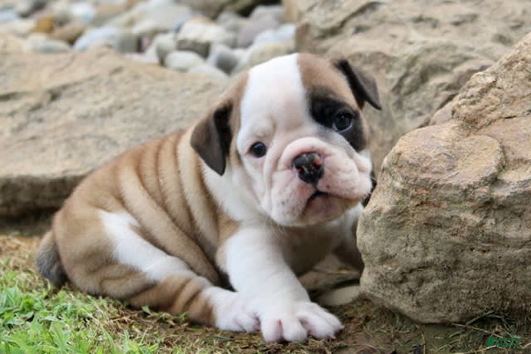 English Bulldog dogs for sale: Wendy - Image 7